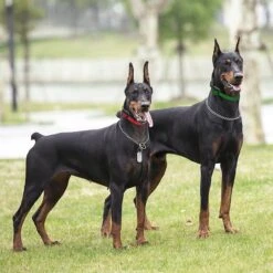 Educator By E-Collar Technologies The Boss 1 Mile Range Waterproof Dog Training Collar -PetSafe Kong Shop 139861 PT7. AC SS1800 V1627312590