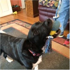 Pet Fit For Life Plush Wand Squeaky Dog Toy 9 Pet Fit For Life Plush Wand Squeaky Dog Toy -PetSafe Kong Shop 140063 PT3. AC SS1800 V1589320913