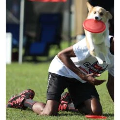 Hyperflite Jawz Pup Disc -PetSafe Kong Shop 140814 PT3. AC SS1800 V1523643133