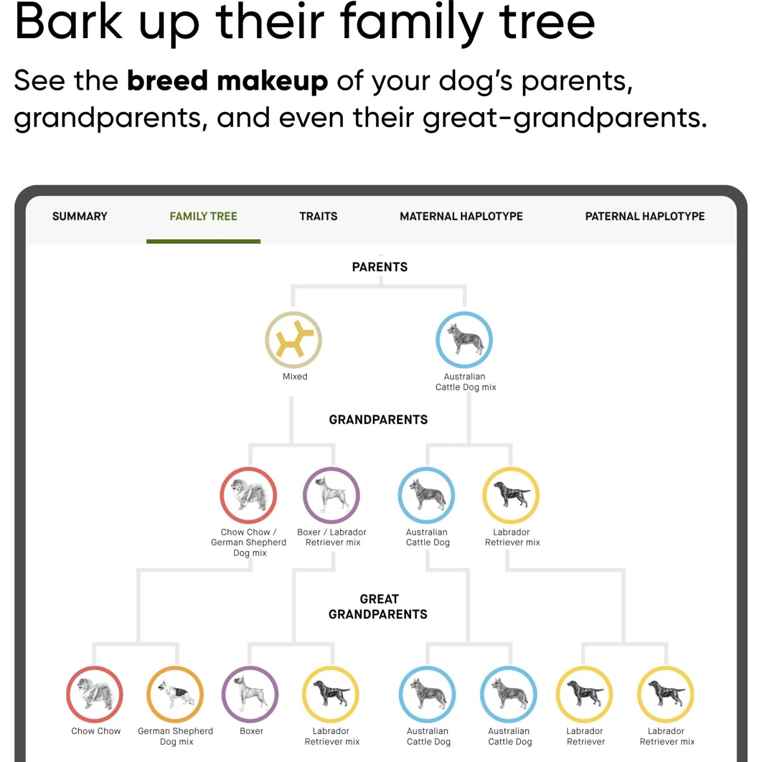 Embark Breed Identification & Health Condition Identification DNA Test For Dogs 6 Embark Breed Identification & Health Condition Identification DNA Test For Dogs - Image 6