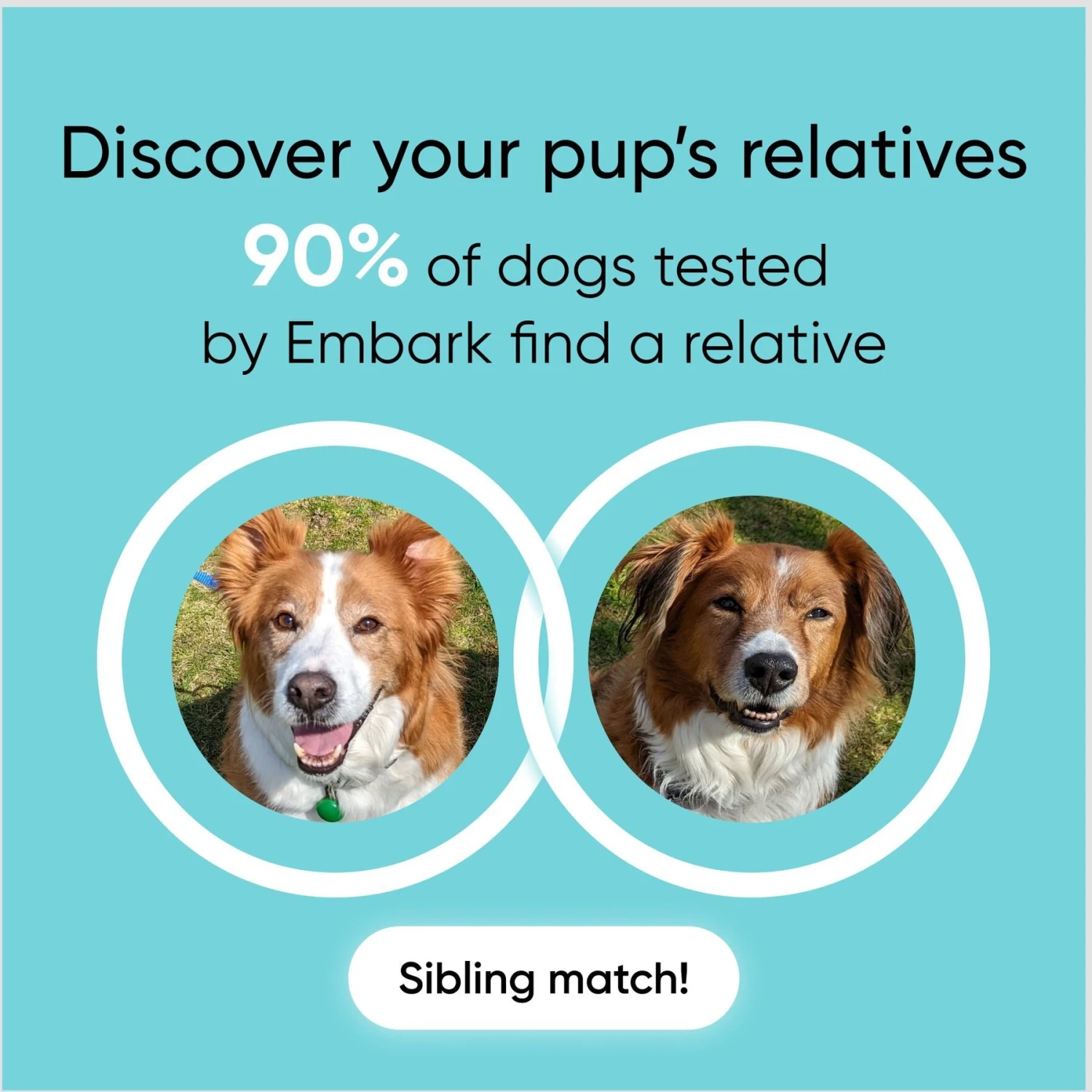Embark Breed Identification & Health Condition Identification DNA Test For Dogs 7 Embark Breed Identification & Health Condition Identification DNA Test For Dogs - Image 7
