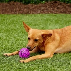 Gnawsome Squeak & Light LED Basketball Dog Toy, Color Varies -PetSafe Kong Shop 142298 PT6. AC SS1800 V1545251674