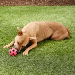 Gnawsome Squeak & Light LED Soccer Ball Dog Toy, Color Varies -PetSafe Kong Shop 142305 PT2. AC SS1800 V1545251542