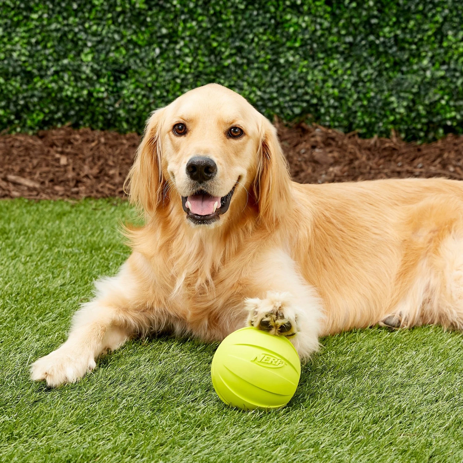 Nerf Dog Squeak Ball Dog Toy, Large 2 Nerf Dog Squeak Ball Dog Toy, Large - Image 2