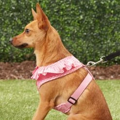 Puppia Vivien A Style Polyester Back Clip Dog Harness -PetSafe Kong Shop 142988 PT4. AC SS1800 V1569546142