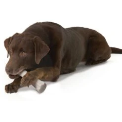 Petstages Deerhorn Tough Dog Chew Toy -PetSafe Kong Shop 148094 PT5. AC SS1800 V1631682120