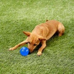 Nerf Dog Ultra Tough TPR Ball Dog Toy 5 Nerf Dog Ultra Tough TPR Ball Dog Toy -PetSafe Kong Shop 148518 PT1. AC SS1800 V1545252547