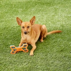 Nerf Dog EXO Treat Dispensing Bone Dog Toy 15 Nerf Dog EXO Treat Dispensing Bone Dog Toy -PetSafe Kong Shop 148525 PT7. AC SS1800 V1545252620