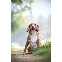 Pet Qwerks Dinosaur BarkBone Bacon Flavor Tough Dog Chew Toy 10 Pet Qwerks Dinosaur BarkBone Bacon Flavor Tough Dog Chew Toy -PetSafe Kong Shop 151566 PT3. AC SS1800 V1589901779