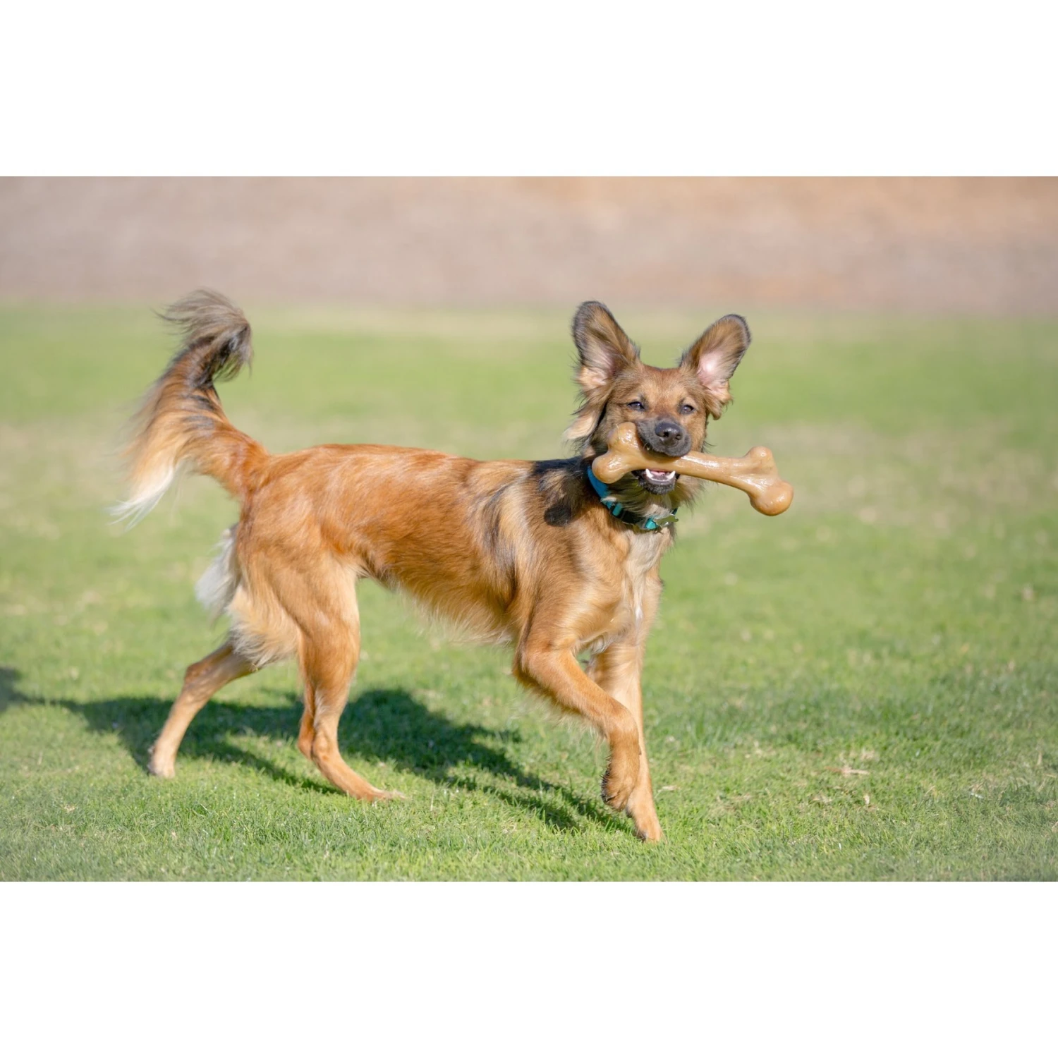 Pet Qwerks Dinosaur BarkBone Bacon Flavor Tough Dog Chew Toy 5 Pet Qwerks Dinosaur BarkBone Bacon Flavor Tough Dog Chew Toy - Image 5