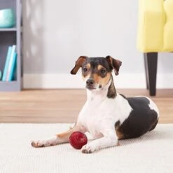 Pet Qwerks Blinky Babble Ball Dog Toy -PetSafe Kong Shop 151569 PT2. AC SS1800 V1589901840