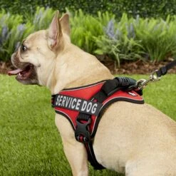 Chai's Choice Service Dog Harness -PetSafe Kong Shop 152522 PT4. AC SS1800 V1569547135