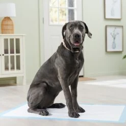 Frisco Premium Giant Dog Training & Potty Pads 15 Frisco Premium Giant Dog Training & Potty Pads -PetSafe Kong Shop 152699 PT6. AC SS1800 V1674671620
