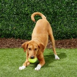 Frisco Fetch Squeaky Tennis Ball Dog Toy -PetSafe Kong Shop 152803 PT6. AC SS1800 V1691776652