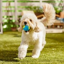 Frisco Fetch Squeaky Tennis Ball With Rubber Sleeve Dog Toy 12 Frisco Fetch Squeaky Tennis Ball With Rubber Sleeve Dog Toy -PetSafe Kong Shop 152844 PT6. AC SS1800 V1691776576