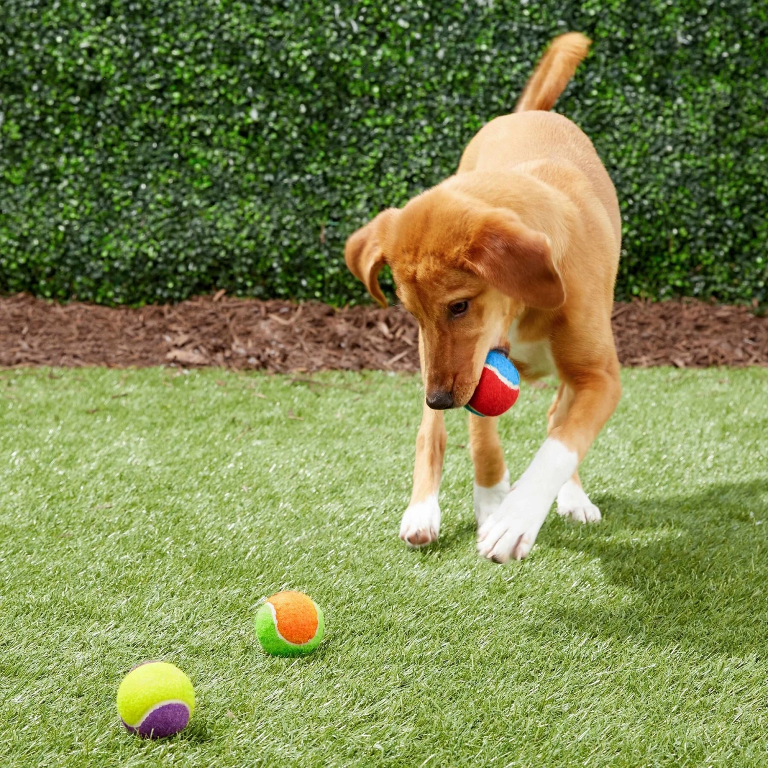 Frisco Fetch Squeaking Colorful Tennis Ball Dog Toy 6 Frisco Fetch Squeaking Colorful Tennis Ball Dog Toy - Image 6