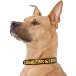 GoTags Leather Personalized Dog Collar -PetSafe Kong Shop 152940 PT2. AC SS1800 V1548441241