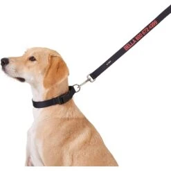 GoTags Nylon Personalized Dog Leash 7 GoTags Nylon Personalized Dog Leash -PetSafe Kong Shop 152975 PT1. AC SS1800 V1541607826