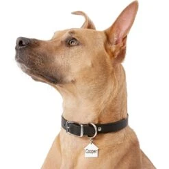 Frisco Stainless Steel Personalized Dog ID Tag, Dog House -PetSafe Kong Shop 153000 PT5. AC SS1800 V1540562239