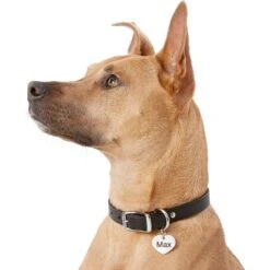 Frisco Personalized Dog & Cat ID Tag, Heart -PetSafe Kong Shop 153006 PT5. AC SS1800 V1540562340