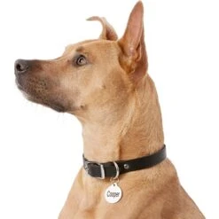 Frisco Personalized Dog & Cat Tag, Round -PetSafe Kong Shop 153015 PT5. AC SS1800 V1540562586