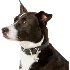 Frisco Stainless Steel Personalized Dog & Cat ID Tag, Star -PetSafe Kong Shop 153017 PT5. AC SS1800 V1540562610