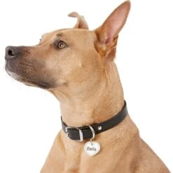 GoTags Stainless Steel Personalized Dog Tag With Silencer, Heart, Regular -PetSafe Kong Shop 153027 PT5. AC SS1800 V1540560791