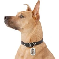 GoTags Stainless Steel Personalized Silencer Dog ID Tag -PetSafe Kong Shop 153034 PT5. AC SS1800 V1540560947