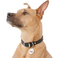 GoTags Stainless Steel Personalized Dog Tag With Silencer, Round, Regular -PetSafe Kong Shop 153036 PT5. AC SS1800 V1540560962