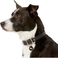 GoTags Anodized Aluminum Personalized Dog ID Tag -PetSafe Kong Shop 153081 PT5. AC SS1800 V1540561721