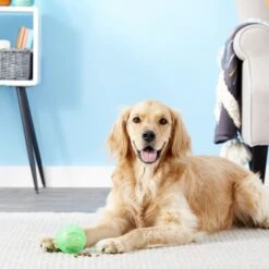 Ethical Pet Dura Brite Treat Dispenser Ball Dog Toy, Color Varies -PetSafe Kong Shop 154205 PT2. AC SS1800 V1554127554