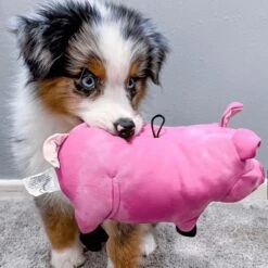 Snuggle Puppy Tender-Tuffs Plump Pink Pig Tough Squeaky Dog Toy -PetSafe Kong Shop 155734 PT5. AC SS1800 V1667518868
