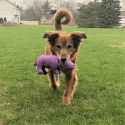 Snuggle Puppy Tender-Tuffs Plump Purple Hippo Tough Squeaky Dog Toy -PetSafe Kong Shop 155735 PT4. AC SS1800 V1667519287