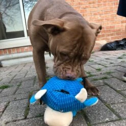 Snuggle Puppy Tender Tuffs Round Blue Cow Plush Squeaky Dog Toy, Blue -PetSafe Kong Shop 155739 PT5. AC SS1800 V1628908403