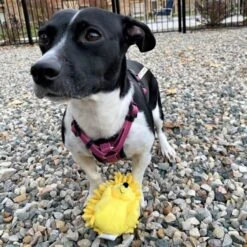 Smart Pet Love Snuggle Puppy Tender-Tuffs Yellow Hedgehog Squeaky Dog Toy 12 Smart Pet Love Snuggle Puppy Tender-Tuffs Yellow Hedgehog Squeaky Dog Toy -PetSafe Kong Shop 155751 PT5. AC SS1800 V1667518753