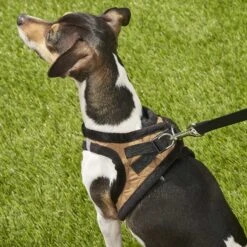 Best Pet Supplies Voyager Padded Fleece Dog Harness -PetSafe Kong Shop 155835 PT7. AC SS1800 V1575484108