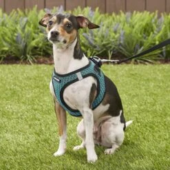 Best Pet Supplies Voyager All Season Mesh Dog Harness -PetSafe Kong Shop 155949 PT6. AC SS1800 V1575480815