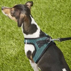 Best Pet Supplies Voyager All Season Mesh Dog Harness -PetSafe Kong Shop 155949 PT7. AC SS1800 V1575485010