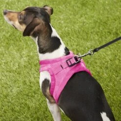 Best Pet Supplies Voyager Corduroy Dog Harness -PetSafe Kong Shop 155972 PT7. AC SS1800 V1575485049