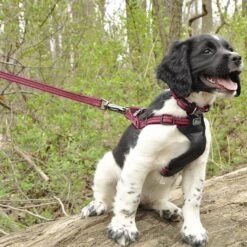 K9 Explorer Scissor Snap Reflective Dog Leash 6 K9 Explorer Scissor Snap Reflective Dog Leash -PetSafe Kong Shop 158680 PT2. AC SS1800 V1550001722