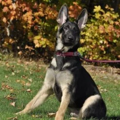 K9 Explorer Scissor Snap Reflective Dog Leash 7 K9 Explorer Scissor Snap Reflective Dog Leash -PetSafe Kong Shop 158680 PT3. AC SS1800 V1550001719