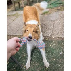 Pacific Pups Rescue 4-Piece Medium & Large Dog Rope & Ball Toy Set -PetSafe Kong Shop 159360 PT8. AC SS1800 V1692806271