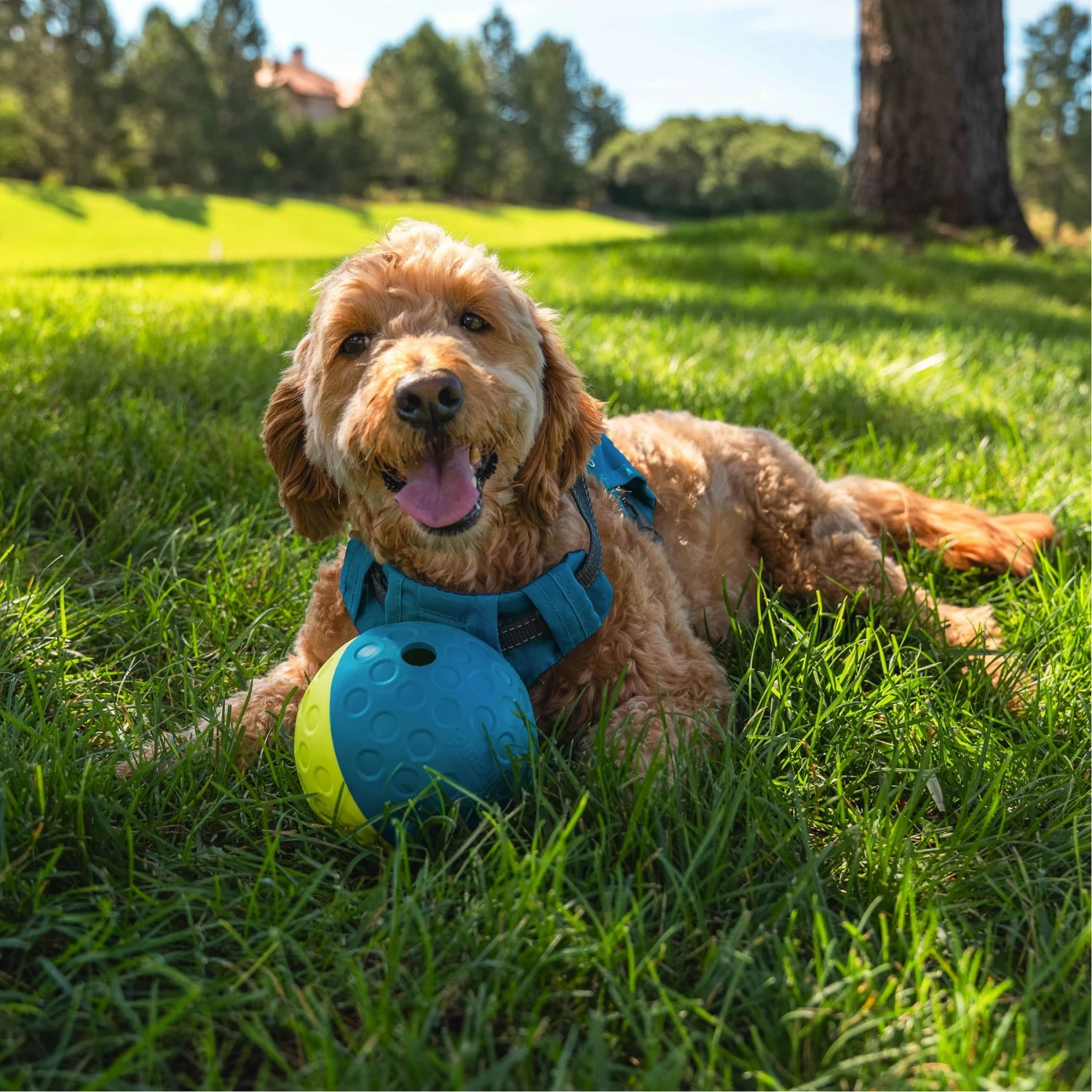 Nina Ottosson By Outward Hound Treat Tumble Puzzle Game Dog Toy 5 Nina Ottosson By Outward Hound Treat Tumble Puzzle Game Dog Toy - Image 5