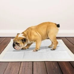 OUT! Heavy Duty XX-Large Dog Pads -PetSafe Kong Shop 159771 PT3. AC SS1800 V1552596788