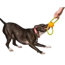 Hartz Dura Play Tug Of Fun Double Ring Squeaky Latex Dog Toy -PetSafe Kong Shop 161037 PT2. AC SS1800 V1589231334