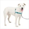 PetSafe Deluxe Easy Walk Nylon Reflective No Pull Dog Harness