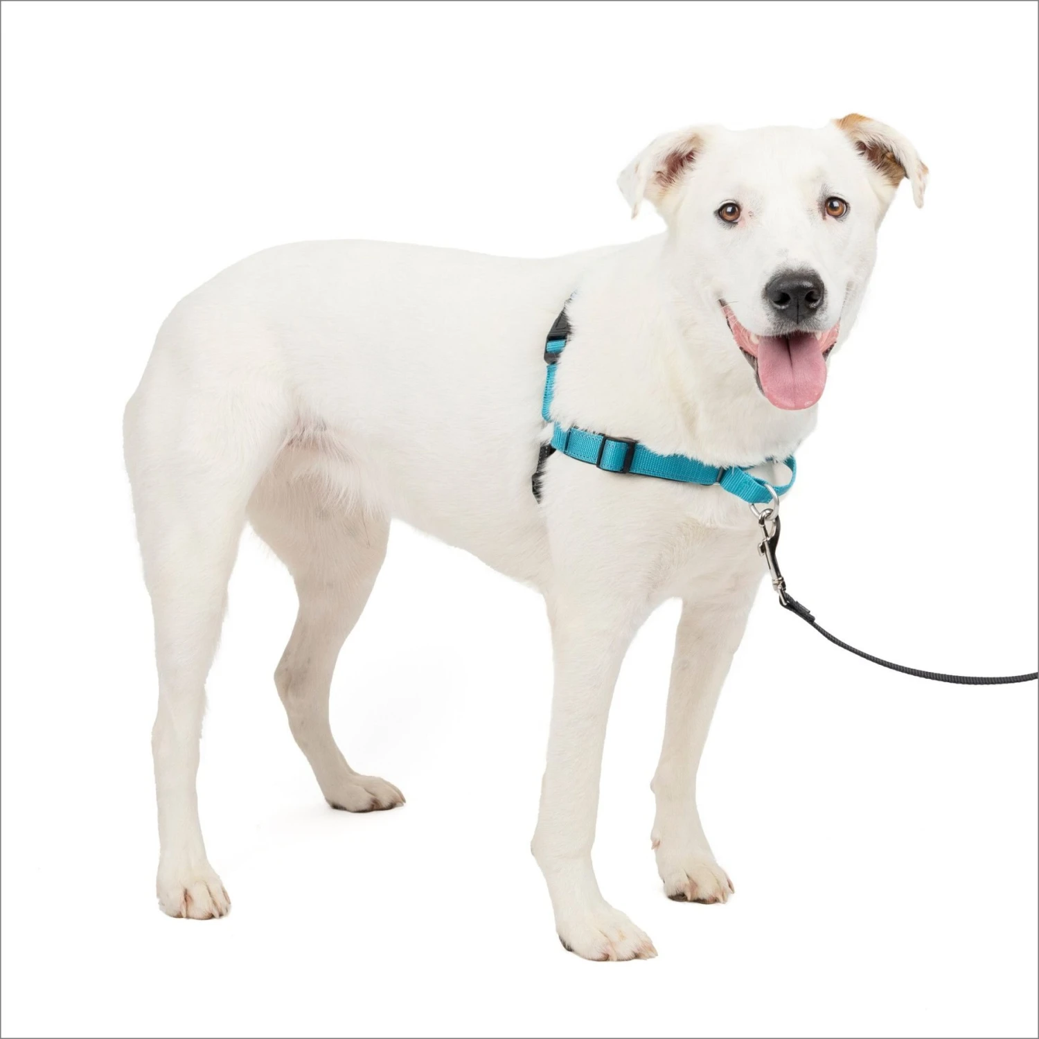 PetSafe Deluxe Easy Walk Nylon Reflective No Pull Dog Harness 1 PetSafe Deluxe Easy Walk Nylon Reflective No Pull Dog Harness