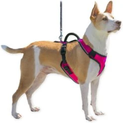 PetSafe EasySport Nylon Reflective Back Clip Dog Harness 14 PetSafe EasySport Nylon Reflective Back Clip Dog Harness -PetSafe Kong Shop 161245 PT6. AC SS1800 V1649477492