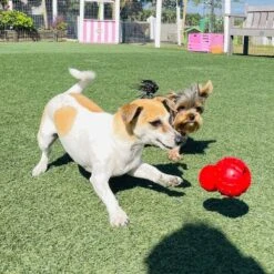 Nylabone Strong Chew Cone Stuffable Dog Toy Rubber Stuffable Cone Bacon Cone -PetSafe Kong Shop 161316 PT1. AC SS1800 V1657656016