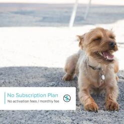 DOTT Smart Dog & Cat Tag Tracker -PetSafe Kong Shop 161888 PT6. AC SS1800 V1552574224